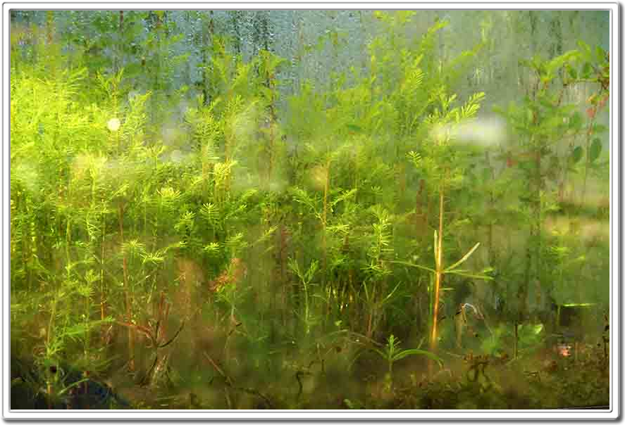 Living Walls by Daniel Pavon Cuellar Artist